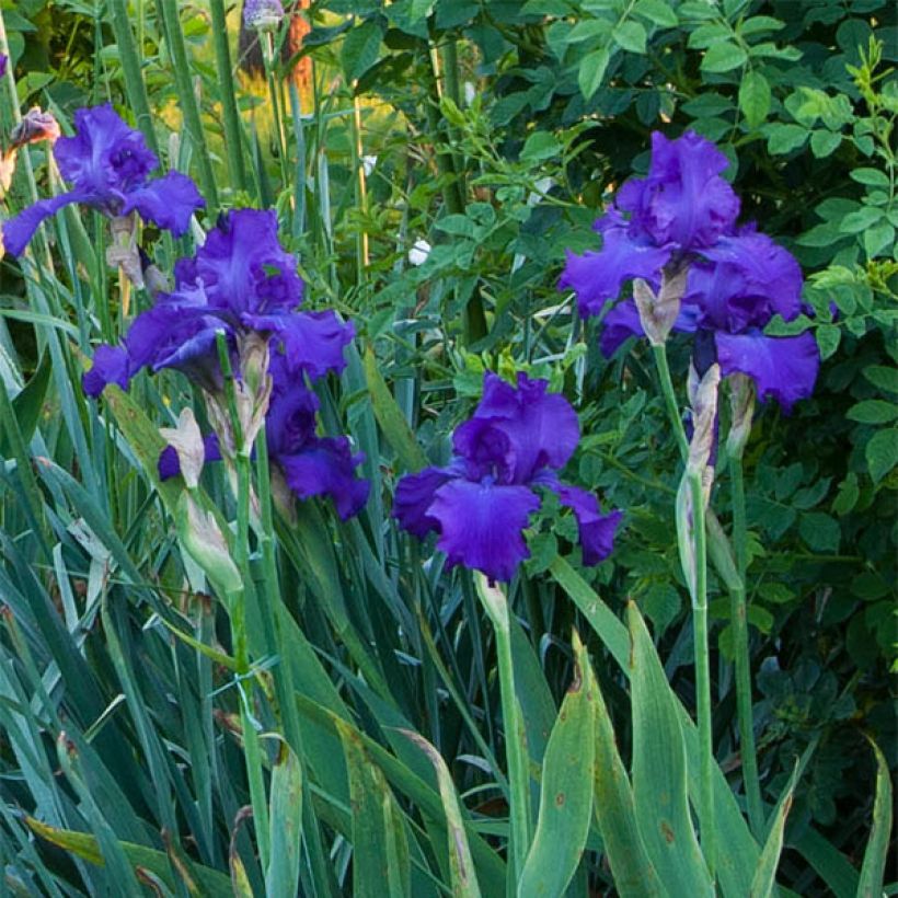 Iris germanica Mer du Sud - Baardiris (Bloei)