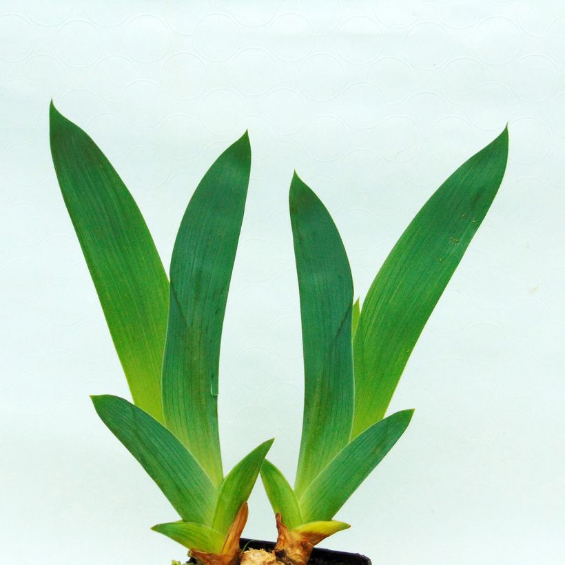 Iris germanica Midnight Revelry - Baardiris (Blad)