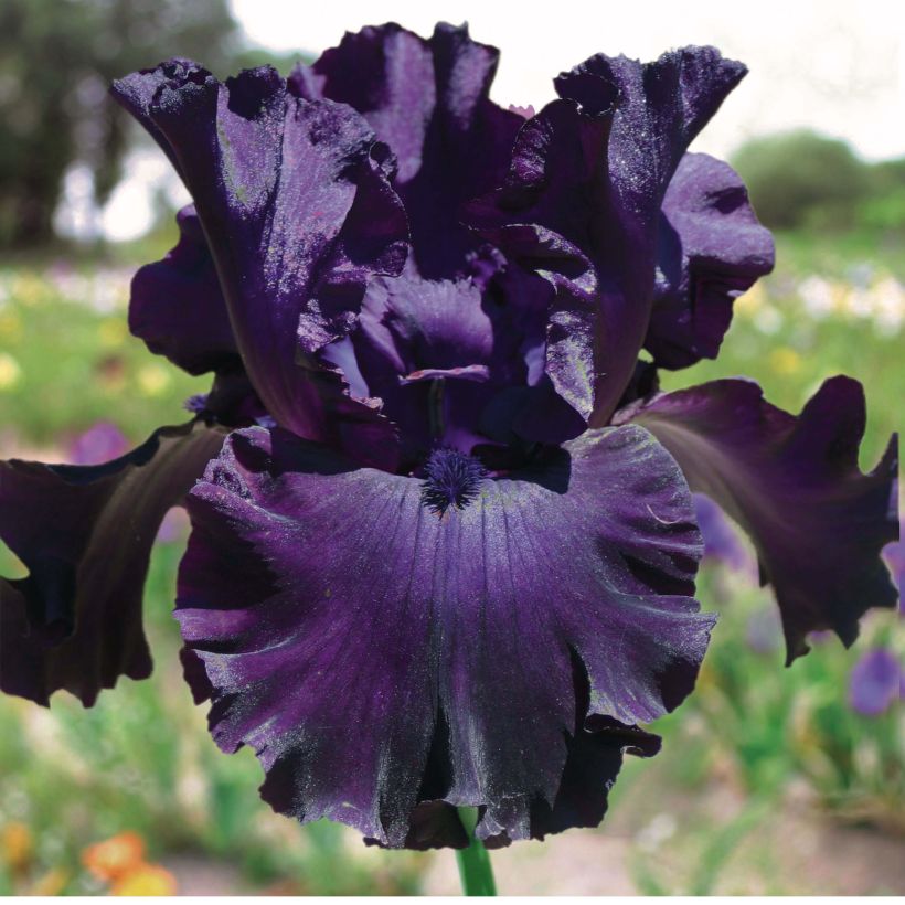 Iris germanica Midnight Revelry - Baardiris (Bloei)