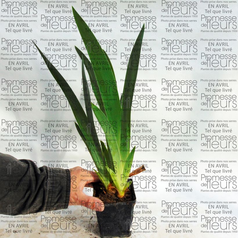Voorbeeld van een exemplaar van Iris germanica Millenium Falcon - Baardiris Kweekpotje van 8/9 cm zoals geleverd