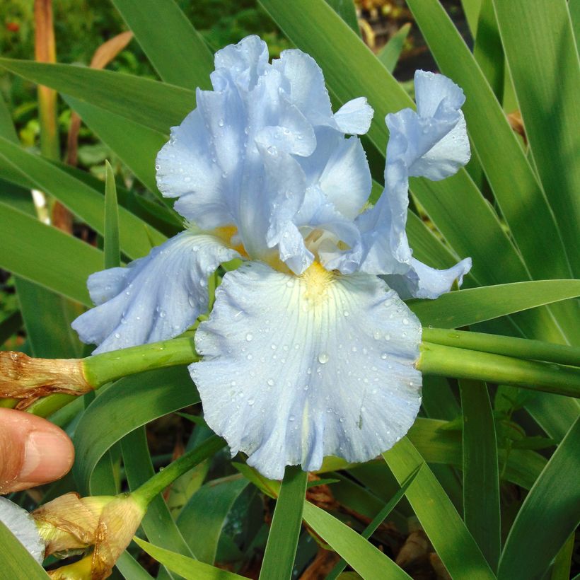 Iris germanica Navajo Jewel - Baardiris (Bloei)