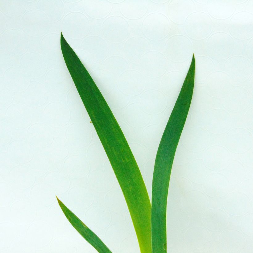 Iris germanica New Leaf - Baardiris (Blad)