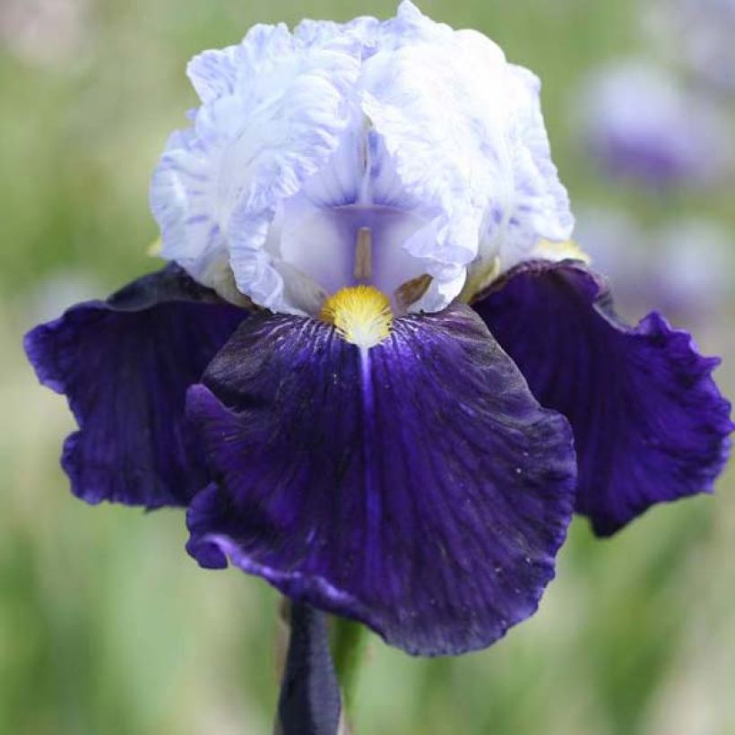 Iris germanica Night Edition - Baardiris (Bloei)