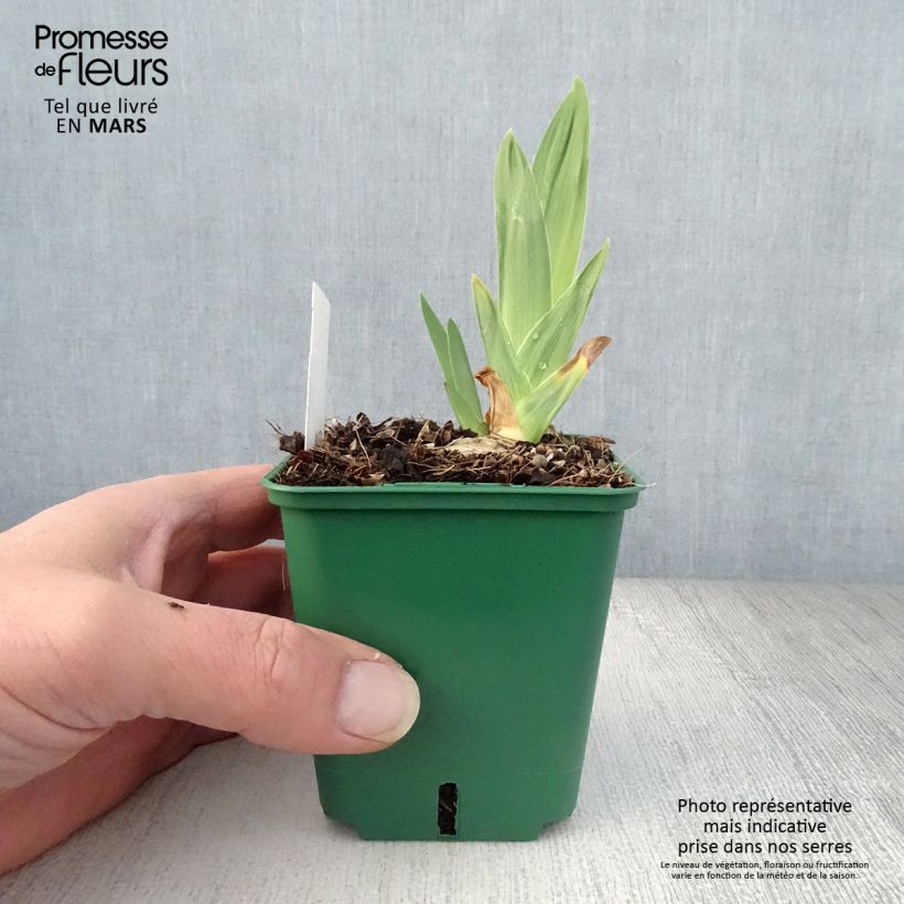 Exemplaar van Iris germanica Night Edition - Baardiris Kweekpotje van 8/9 cm zoals geleverd in de lente