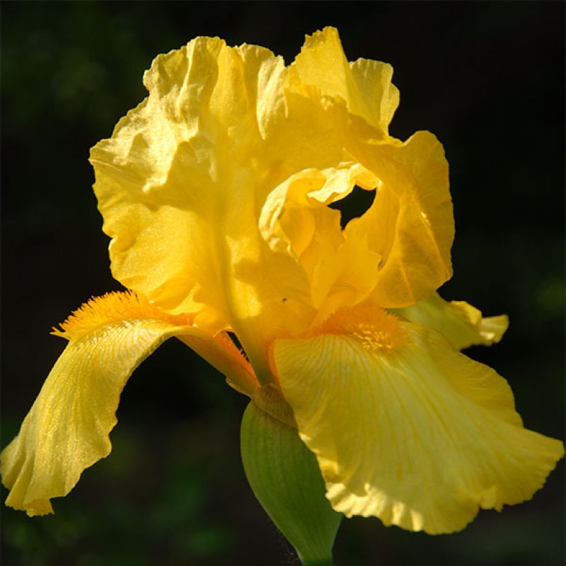 Iris germanica Ola Kala - Baardiris (Bloei)