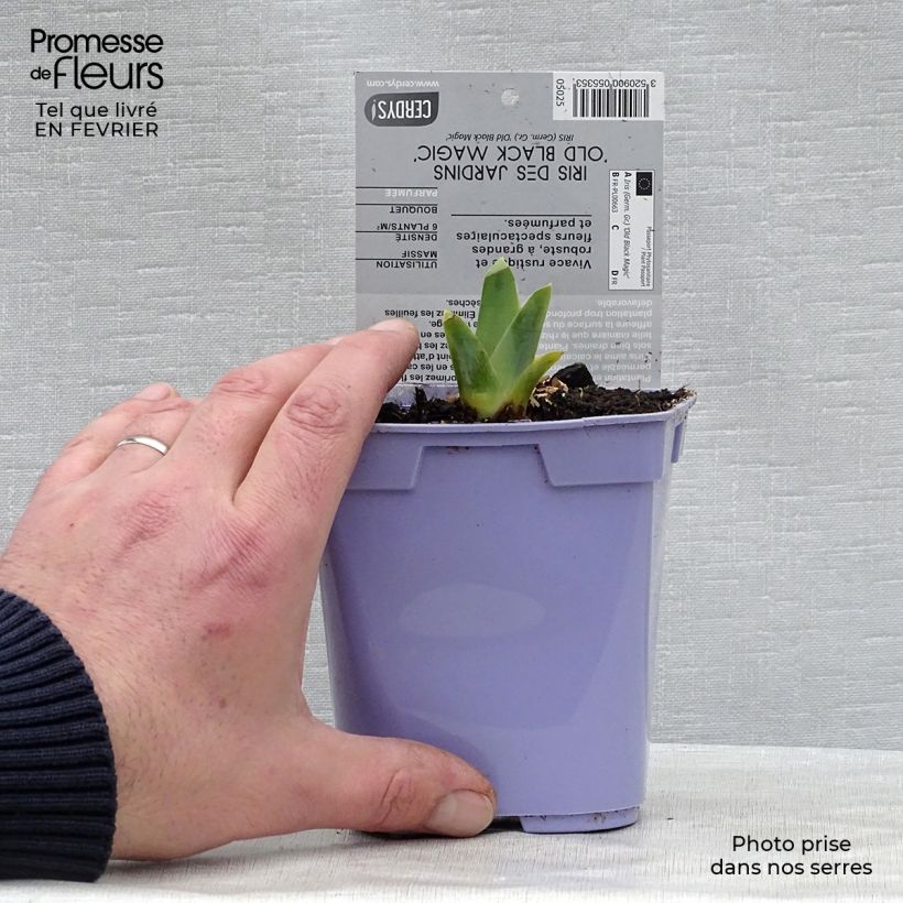 Exemplaar van Iris germanica Old Black Magic - Baardiris Pot van 1 l/1,5 l zoals geleverd in de winter