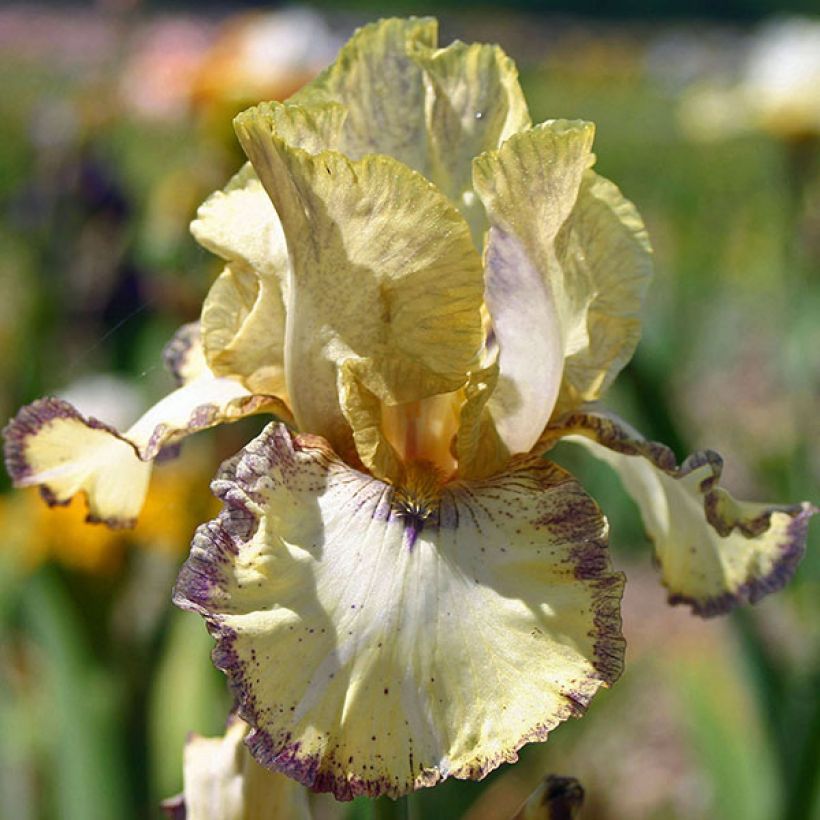 Iris germanica Ominous Stranger - Baardiris (Bloei)