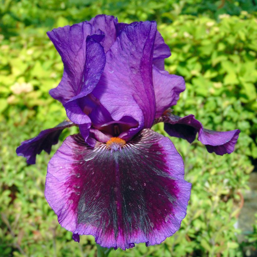 Iris germanica Pagan Dance - Baardiris (Bloei)