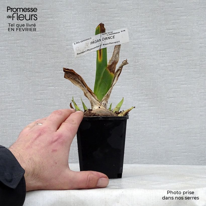 Exemplaar van Iris germanica Pagan Dance - Baardiris Kweekpotje van 8/9 cm zoals geleverd in de winter