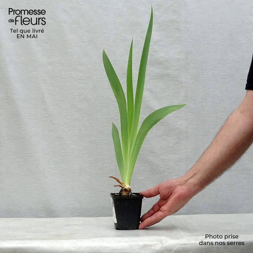 Exemplaar van Iris germanica Patina - Baardiris Patina Kweekpotje van 8/9 cm zoals geleverd in de lente