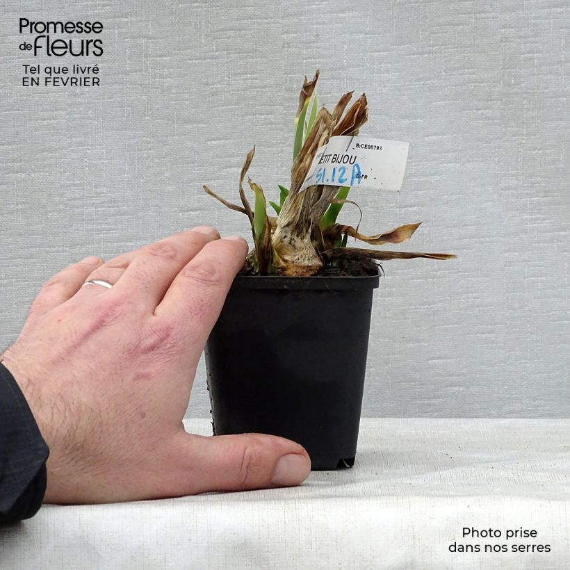 Exemplaar van Iris germanica Petit Bijou - Baardiris Lilliput Kweekpotje van 8/9 cm zoals geleverd in de winter