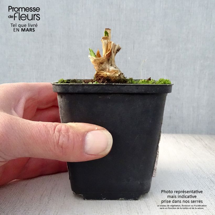 Exemplaar van Iris germanica Petit Moment Variegata Reginae - Baardiris Kweekpotje van 8/9 cm zoals geleverd in de lente