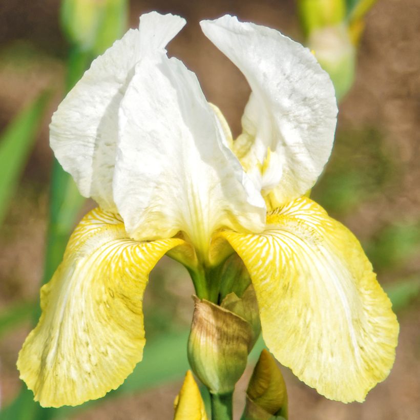 Iris germanica Pinnacle - Baardiris (Bloei)