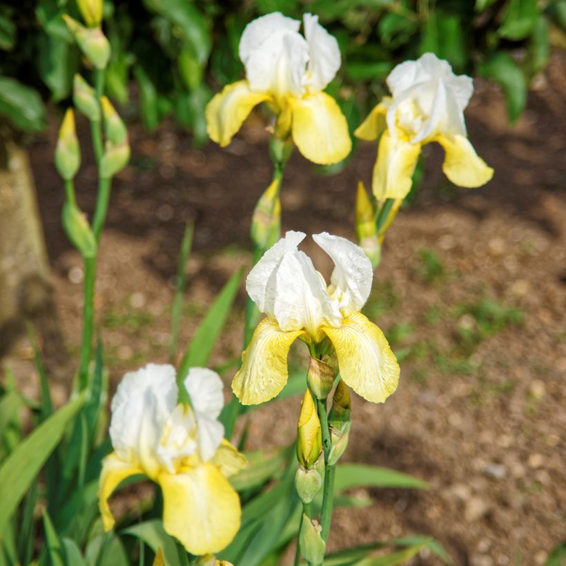 Iris germanica Pinnacle - Baardiris (Groeiplaats)