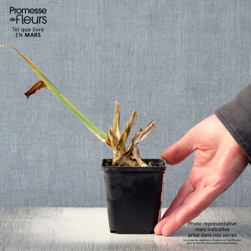 Exemplaar van Iris germanica Plaisantin - Baardiris Kweekpotje van 8/9 cm zoals geleverd in de lente