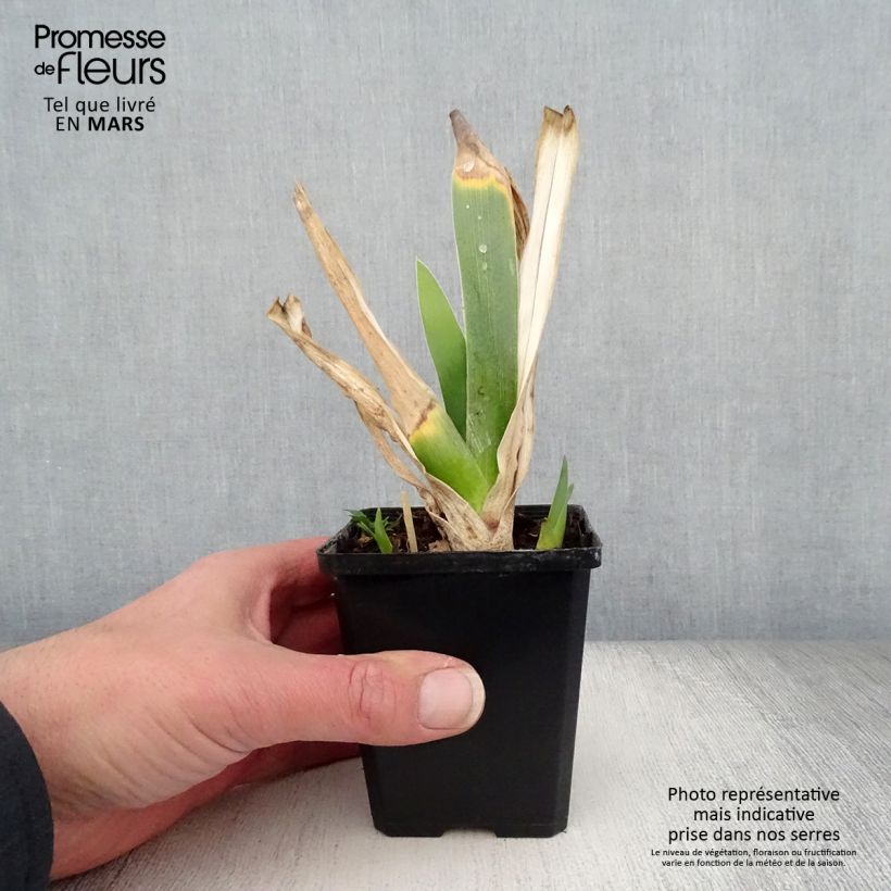 Exemplaar van Iris germanica Poésie - Baardiris Kweekpotje van 8/9 cm zoals geleverd in de lente