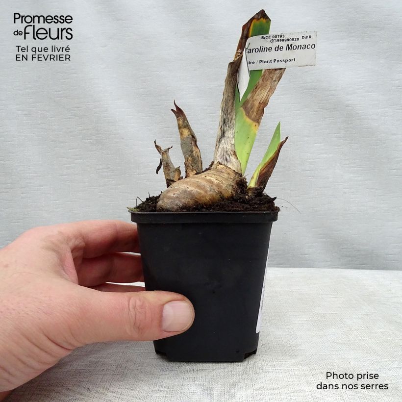 Exemplaar van Iris germanica rincesse Caroline de Monaco - Baardiris Kweekpotje van 8/9 cm zoals geleverd in de winter