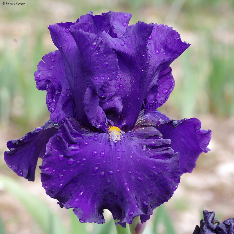Iris germanica Profond Soupir - Baardiris (Bloei)