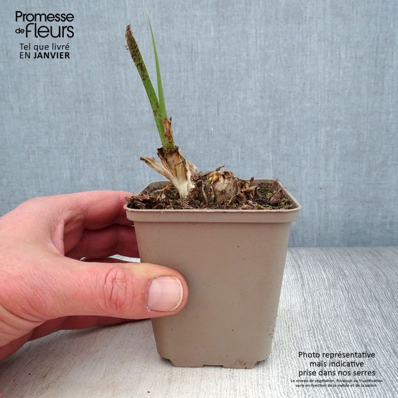 Exemplaar van Iris germanica Pumpkin Cheesecake - Baardiris Kweekpotje van 8/9 cm zoals geleverd in de winter