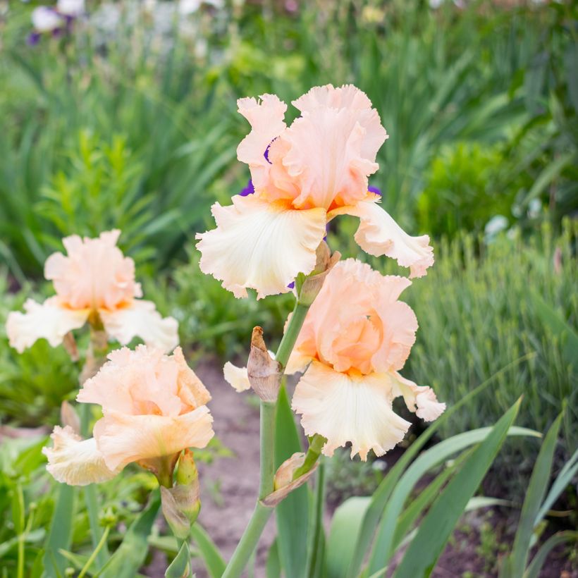 Iris germanica Qualified - Baardiris (Groeiplaats)