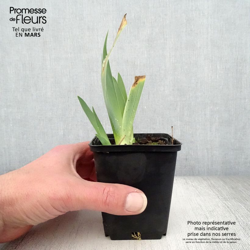 Exemplaar van Iris germanica Raspberry Silk - Baardiris Kweekpotje van 8/9 cm zoals geleverd in de lente