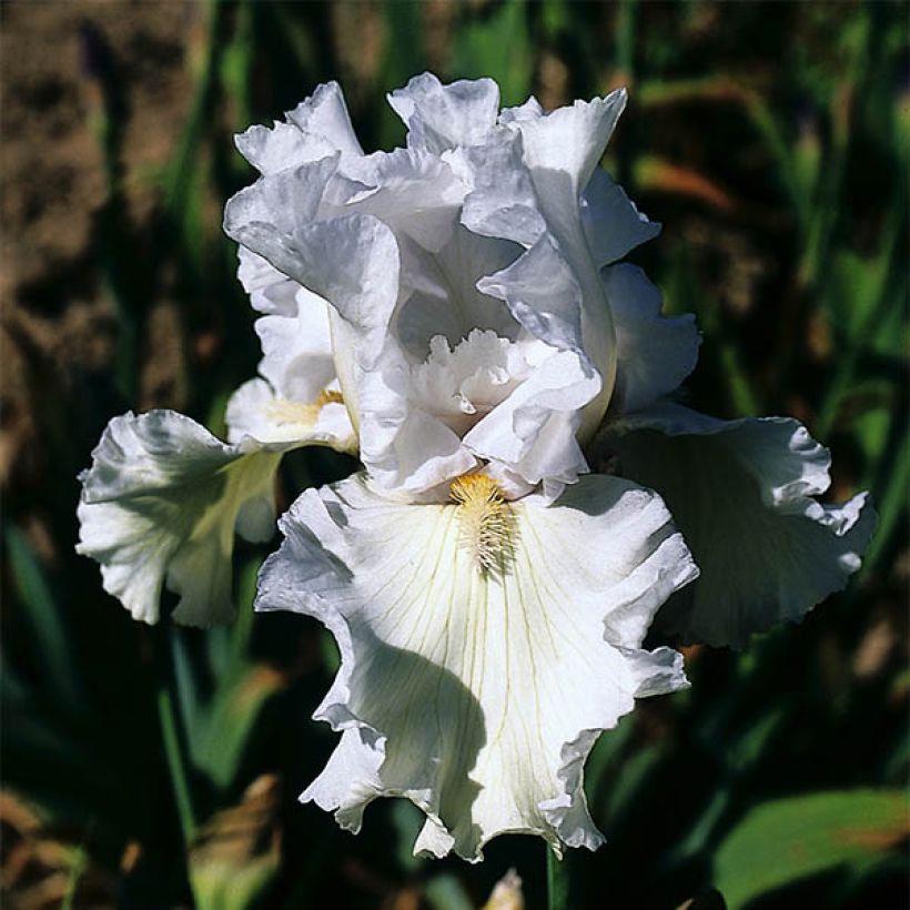 Iris germanica Ré la Blanche - Baardiris (Bloei)