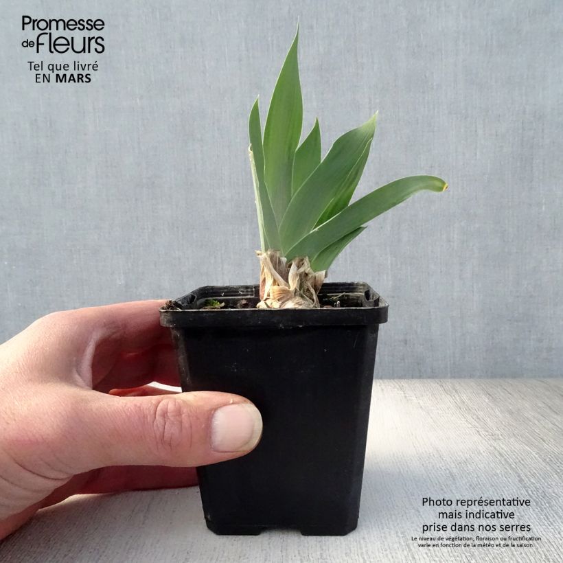Exemplaar van Iris germanica Red Orchid - Baardiris Kweekpotje van 8/9 cm zoals geleverd in de lente