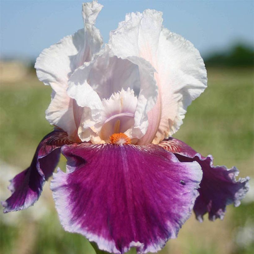Iris germanica Ringo - Baardiris (Bloei)