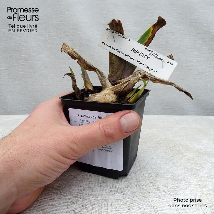 Exemplaar van Iris germanica Rip City - Baardiris Kweekpotje van 8/9 cm zoals geleverd in de winter