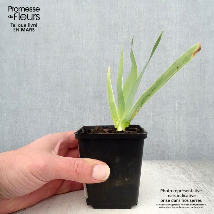 Exemplaar van Iris germanica Robe du soir - Baardiris Kweekpotje van 8/9 cm zoals geleverd in de lente
