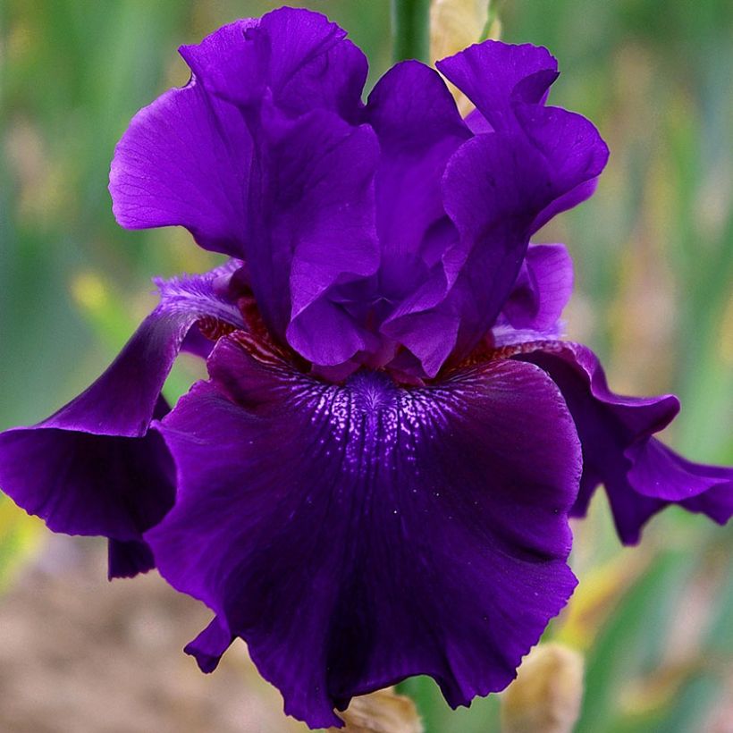 Iris germanica Rosalie Figge - Baardiris (Bloei)