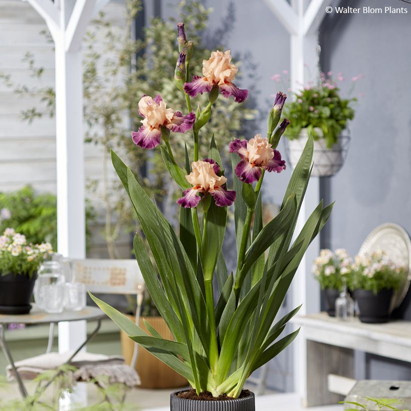Iris germanica Rose de Perse - Baardiris roze (Groeiplaats)