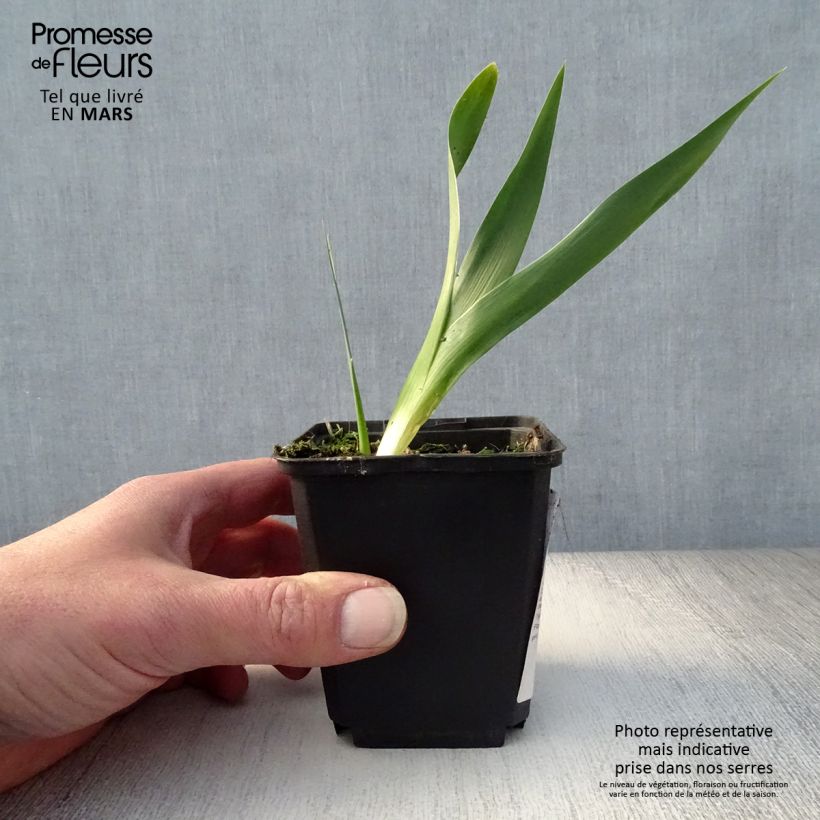 Exemplaar van Iris germanica Rouge de Plaisir - Baardiris Wortelstok, diameter 10–15 mm, extra kwaliteit zoals geleverd in de lente