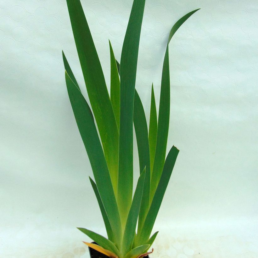 Iris germanica Ruffled Goddess - Baardiris (Blad)