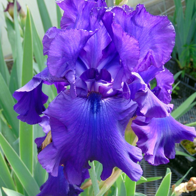 Iris germanica Ruffled Goddess - Baardiris (Bloei)