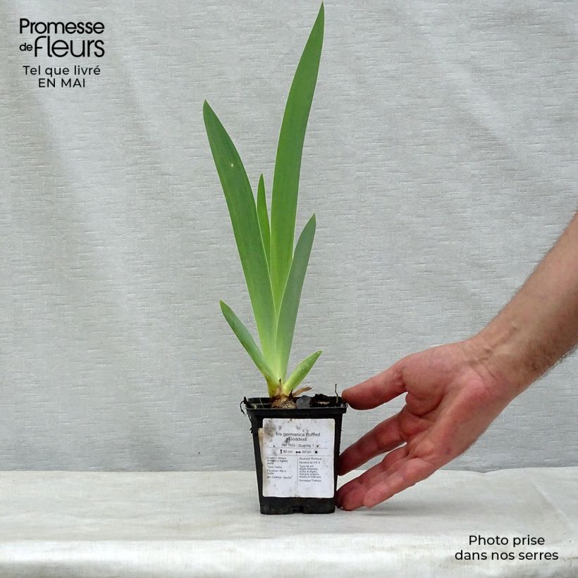 Exemplaar van Iris germanica Ruffled Goddess - Baardiris Kweekpotje van 8/9 cm zoals geleverd in de lente