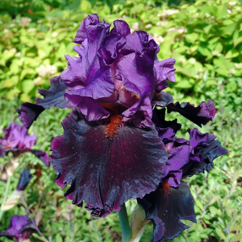 Iris germanica Saturn - Baardiris (Bloei)