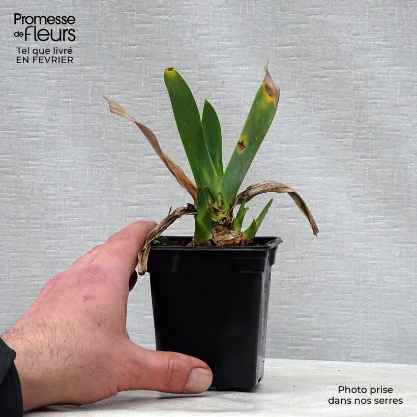 Exemplaar van Iris germanica Saturn - Baardiris Kweekpotje van 8/9 cm zoals geleverd in de winter