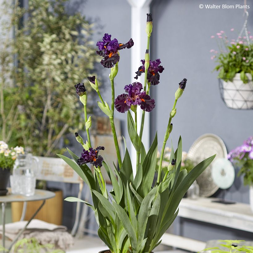 Iris germanica Sharp Dressed Man - Baardiris (Groeiplaats)