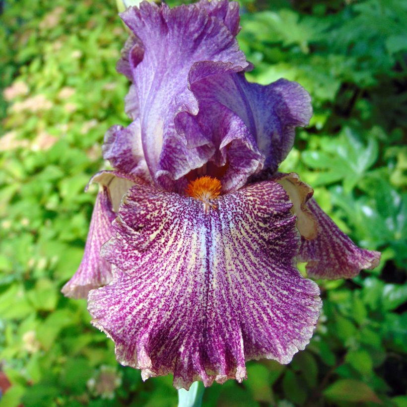 Iris germanica Sirop de Framboise - Baardiris (Bloei)