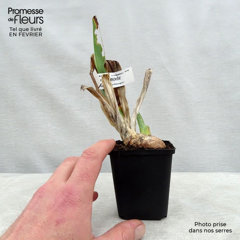 Exemplaar van Iris germanica Sirop de Framboise - Baardiris Kweekpotje van 8/9 cm zoals geleverd in de winter