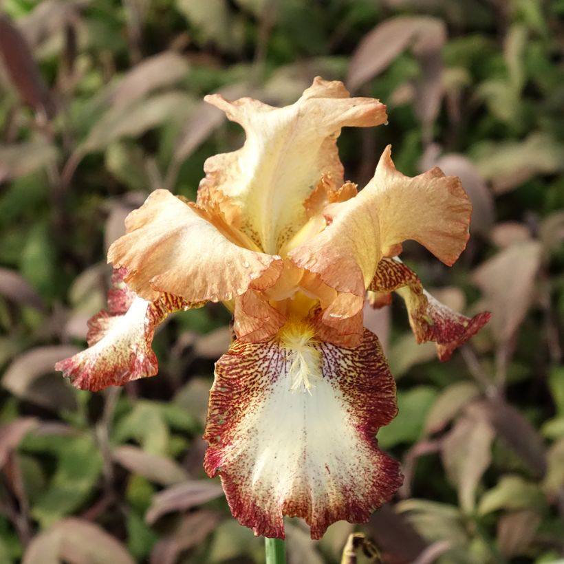 Iris germanica Siva Siva - Baardiris (Bloei)
