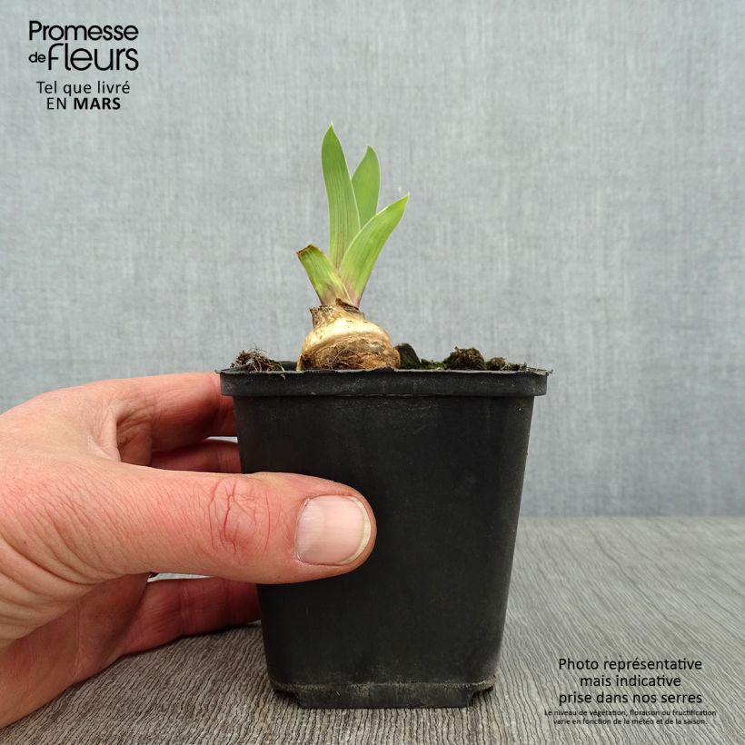 Exemplaar van Iris germanica Skyfire - Baardiris Kweekpotje van 8/9 cm zoals geleverd in de winter