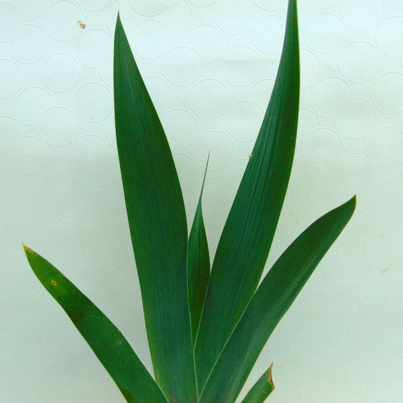 Iris germanica Smiling Faces - Baardiris (Blad)