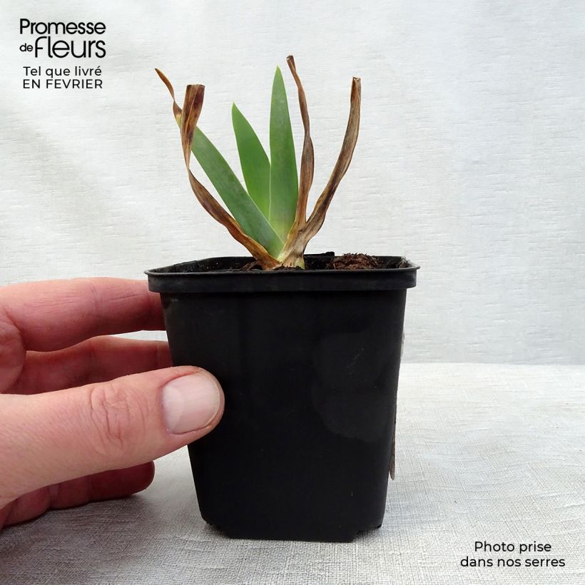 Exemplaar van Iris germanica Smiling Faces - Baardiris Kweekpotje van 8/9 cm zoals geleverd in de winter