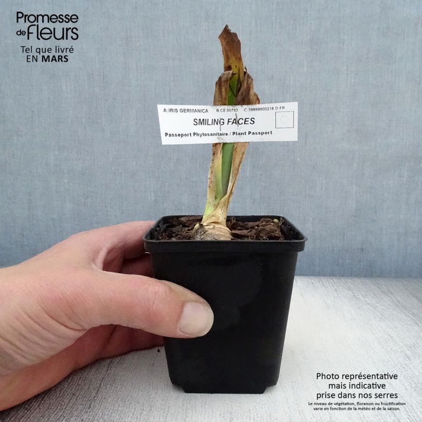 Exemplaar van Iris germanica Smiling Faces - Baardiris Kweekpotje van 8/9 cm zoals geleverd in de lente