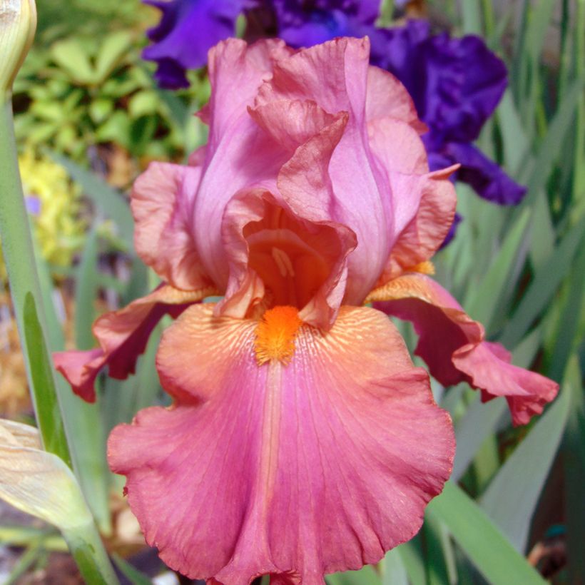 Iris germanica Sorbet Fraise - Baardiris (Bloei)