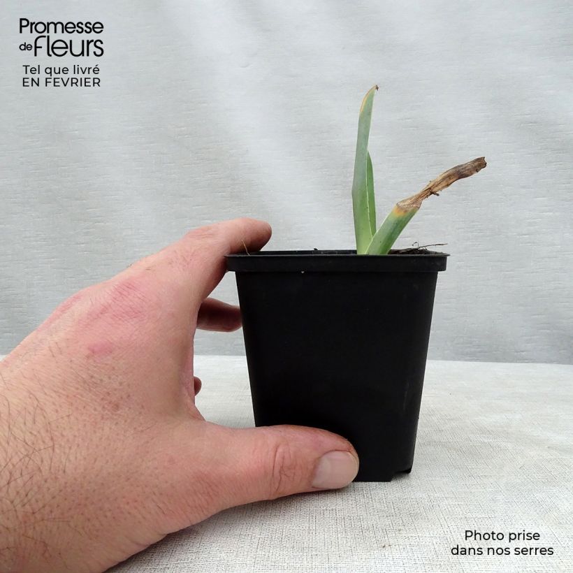 Exemplaar van Iris germanica Sorbet Fraise - Baardiris Kweekpotje van 8/9 cm zoals geleverd in de winter