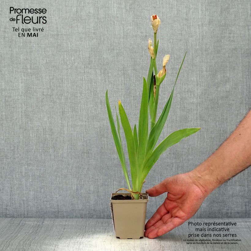 Exemplaar van Iris germanica Sorbet Fraise - Baardiris Kweekpotje van 8/9 cm zoals geleverd in de lente