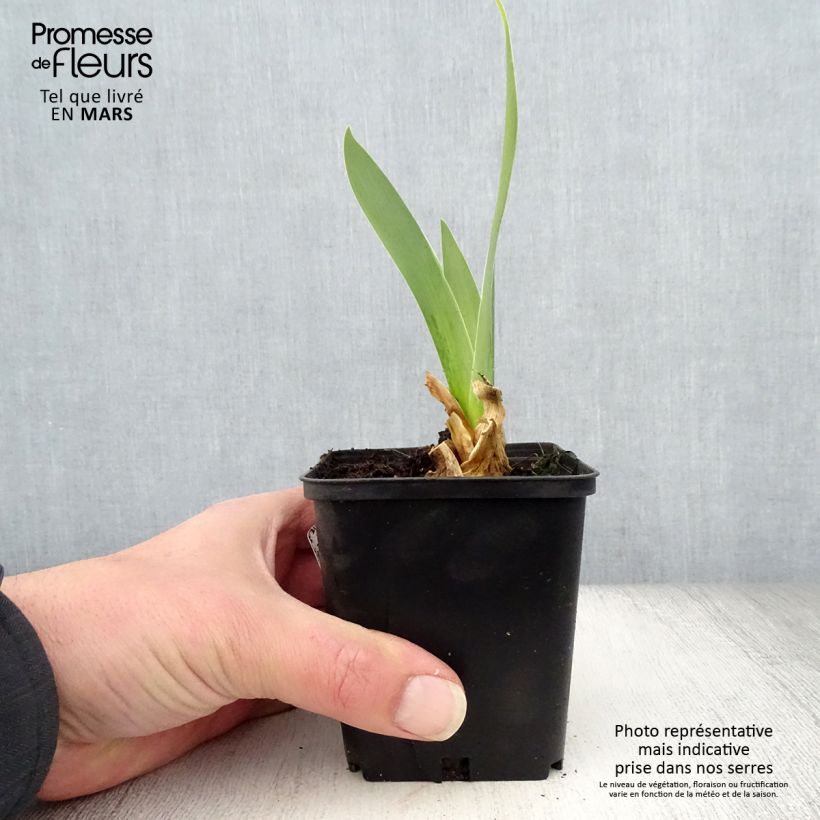 Exemplaar van Iris germanica Sorcellerie - Baardiris Kweekpotje van 8/9 cm zoals geleverd in de lente